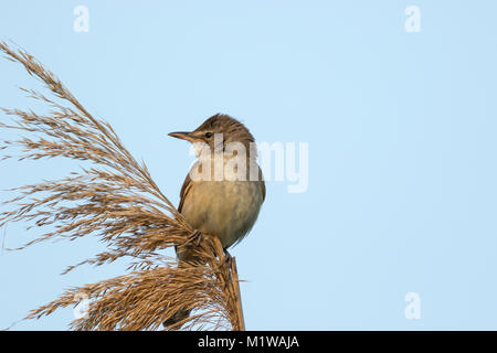 Große Teichrohrsänger (Acrocephalus arundinaceus) Singen Stockfoto