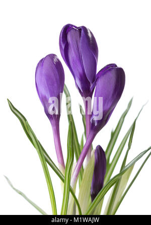 Blumen von Crocus isoliert auf Weiss. Stockfoto