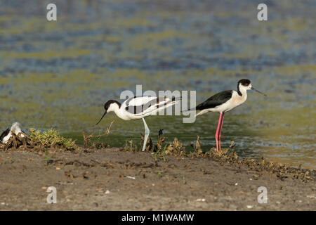 Säbelschnäbler (Recurvirostra Avosetta), Recurvirostridae und Schwarz geflügelte Stelzenläufer (Himantopus himantopus) Stockfoto