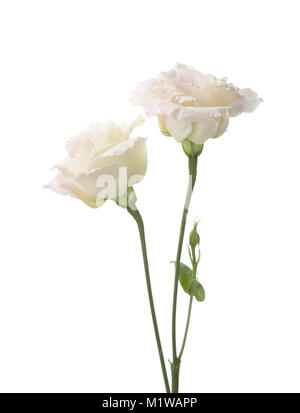 Zwei blass rosa Blüten auf Weiß isoliert. eustoma Stockfoto