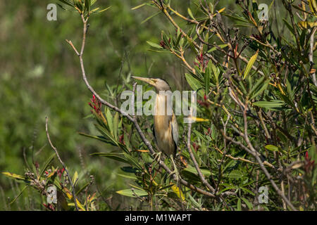 Wenig Rohrdommel (Ixobrychus minutus) männlichen Erwachsenen in einem Baum gehockt, Ardeidae Stockfoto