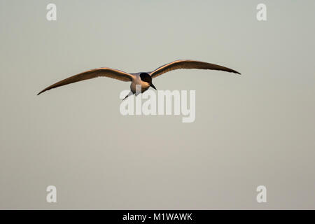 Gull-billed Tern (Gelochelidon Nilotica) im Flug in der Zucht Gefieder, Sternidae Stockfoto