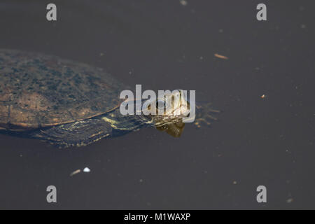 Balkan sumpfschildkröte = westlichen Kaspischen Schildkröte (Mauremys rivulata), Stockfoto