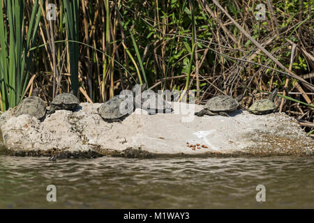 Balkan sumpfschildkröte = westlichen Kaspischen Schildkröte (Mauremys rivulata) auf einem Felsen, Stockfoto