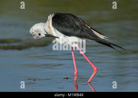 Schwarz geflügelte Stelzenläufer (Himantopus Himantopus) Stockfoto