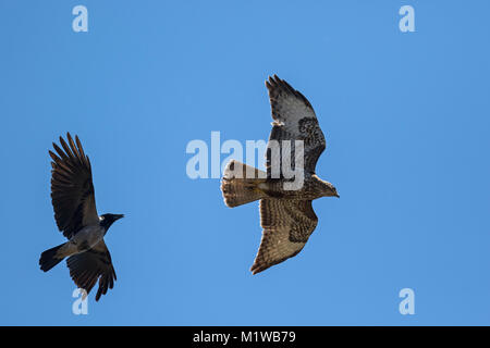 Mäusebussard, Eurasischen Bussard 2 Cy im Flug (Buteo buteo) und Nebelkrähe (Corvus corone cornix), Stockfoto