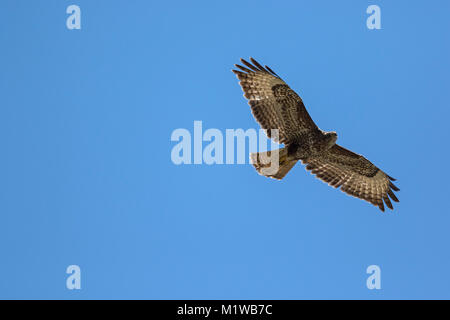 Mäusebussard, Eurasischen Bussard 2 Cy im Flug (Buteo buteo) Stockfoto