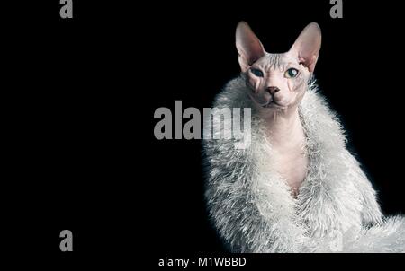 Lustige Porträt einer sphynx Katze mit Silber Stahl Stockfoto