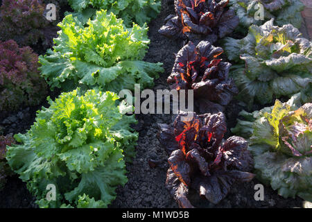 Ein Bio-Gemüsegarten mit einer Salatfrucht wächst In Reihen von links nach rechts - Red Iceberg - Nymans - Lettony - England Zuteilung UK Stockfoto