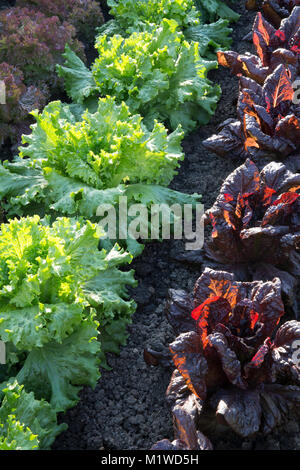 Ein Bio-Gemüsegarten mit einer Salatfrucht wächst In Reihen von links nach rechts - Nymans - Lettony - Lollo Rossa - England Zuteilung UK Stockfoto