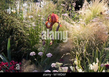 Die BBC Radio 2 Jeremy Vine Textur Garten, RHS Chelsea Flower Show 2017 Stockfoto