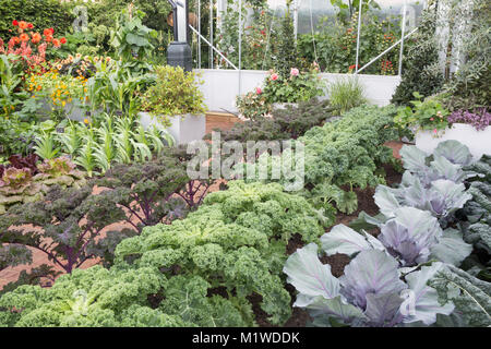 Kleine Küche Garten Kleingartengemüse wächst in Reihen Kohl Kohl Red Jewel Kale Reflex Redbor Lauch Salat Tomaten Gewächshaus Sommer UK Stockfoto