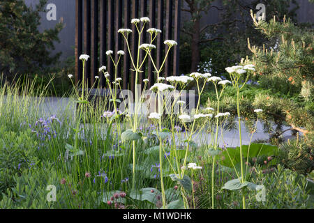Bank von Kanada Garten, Chelsea Flower Show 2018 dunkle Holzsteg über den Pool, verkohlte Holz- cube Sitz Stockfoto