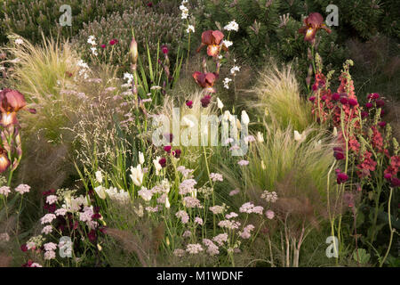 Die BBC Radio 2 Jeremy Vine Texture Garden, Iris germanica Kent Pride Cirsium rivulare Atropurpureum Ziergrasgräser Grenzen an den Sommer in Großbritannien Stockfoto