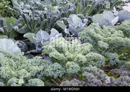 Ein Gemüsegarten Gemüsegarten Patch Grundstück wächst in Reihen von rechts nach links: Kale Reflex - Kohl Red Jewel - Kale Nero di Toscano UK Stockfoto