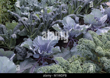 Ein Gemüsegarten-Gemüsegarten, der in Reihen von rechts nach links wächst: Kale Reflex - Kohl Red Jewel - Kale Nero di Toscano UK Stockfoto