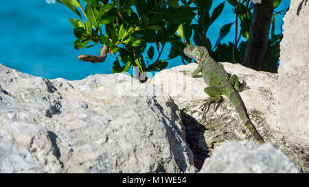 USA, Florida, riesige Grüner Leguan Reptilien auf großen Felsen am Meer Stockfoto