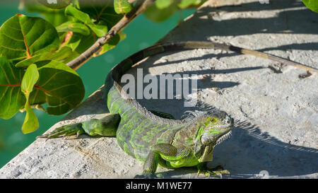 USA, Florida, riesige Echse vom Typ Iguana sitzen auf einer Wand vor dem Ozean Stockfoto