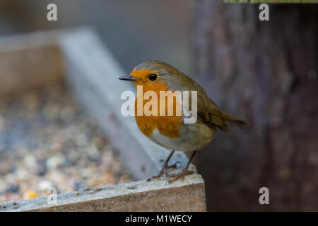 Robin Erithacus rubecula Alleinstehenden auf bird Tabelle. Winter. Britische Inseln Stockfoto