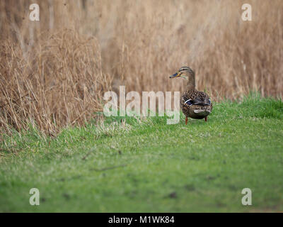 Sheerness, Kent, Großbritannien. 2 Feb, 2018. UK Wetter: bewölkt und windig Nachmittag in Sheerness. Credit: James Bell/Alamy leben Nachrichten Stockfoto