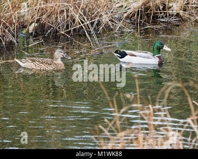 Sheerness, Kent, Großbritannien. 2 Feb, 2018. UK Wetter: bewölkt und windig Nachmittag in Sheerness. Eine weibliche und männliche Stockenten. Credit: James Bell/Alamy leben Nachrichten Stockfoto