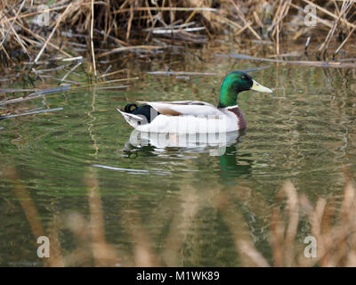 Sheerness, Kent, Großbritannien. 2 Feb, 2018. UK Wetter: bewölkt und windig Nachmittag in Sheerness. Eine männliche Stockente. Credit: James Bell/Alamy leben Nachrichten Stockfoto