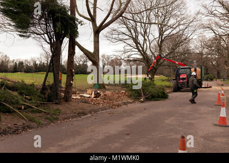 Fremdfirmen beschäftigt Entfernen gesunde Bäume aus Beckenham Place Park, als Teil von Lewisham Räte Tree management Program" in Beckenham Place Park Stockfoto