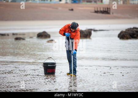 Lugworming auf dem Strand von Hastings, Großbritannien. Auf der Suche nach wattwürmer. Stockfoto