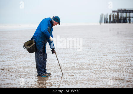 Lugworming auf dem Strand von Hastings, Großbritannien. Auf der Suche nach wattwürmer. Stockfoto