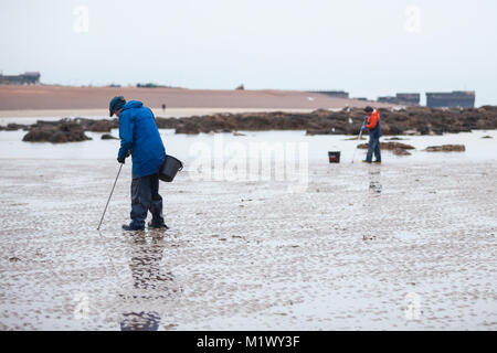 Lugworming auf dem Strand von Hastings, Großbritannien. Auf der Suche nach wattwürmer. Stockfoto