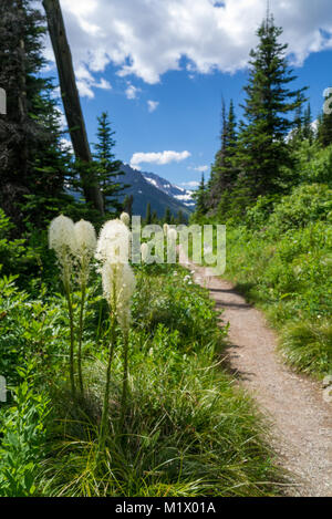 Tragen Gras entlang einer Spur im Glacier National Park, Montana Stockfoto