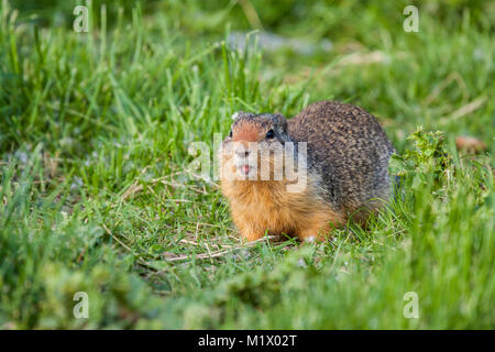 Kolumbianische Erdhörnchen in einer Wiese Stockfoto