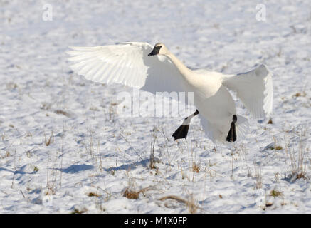 Trumpeter swan Landung, Courtenay, Vancouver Island, British Columbia, Kanada. Stockfoto