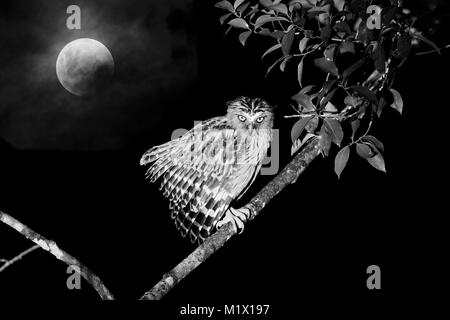 Buffy Angeln (Ketupa ketupu Owl) in einen Baum bei Nacht thront vor einem vollen Mond mit Wolken Stockfoto