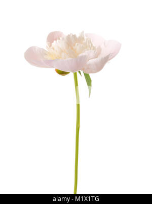 Pale Pink peony auf weißem Hintergrund. Stockfoto