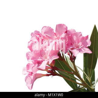 Rosa Blüten von Oleander auf weißem Hintergrund. Stockfoto