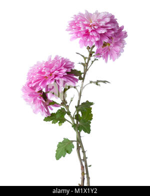 Zwei Zweige mit Blumen der Chrysanthemen auf weißem Hintergrund. Stockfoto