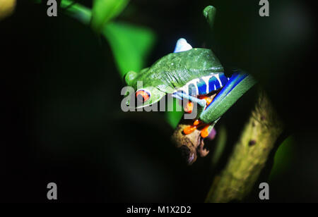 Rote Augen Frosch Agalychnis callidryas in Costa Rica, Mittelamerika Stockfoto