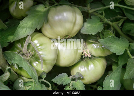 Im Gewächshaus auf den Zweigen einer Tomate Pflanze reift Viel grüne Tomaten. Stockfoto