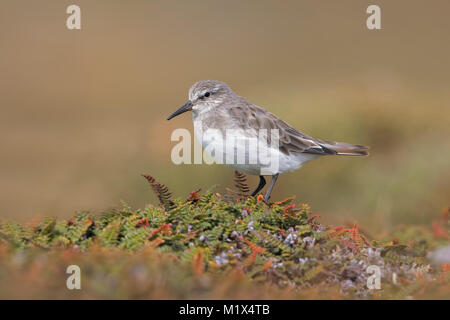 White-rumped Sandpiper Stockfoto
