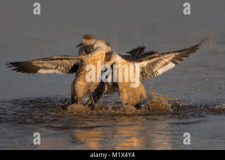 Patagonische crested Duck Stockfoto