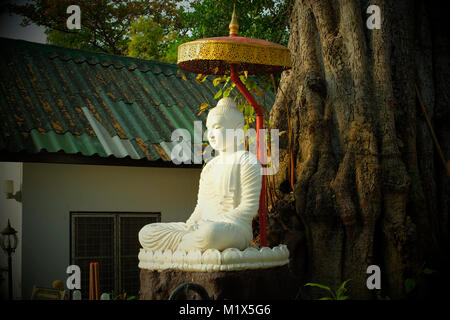 Ein Buddha Statue unter einem großen Baum in einem Tempel in Chiang Mai, Thailand. Stockfoto