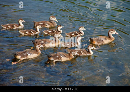 Junge Nilgans (Alopochen aegyptiacus) Schwimmen auf der Mosel bei Bernkastel-Kues, Mosel, Rheinland-Pfalz, Deutschland, Europa Stockfoto