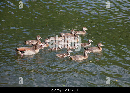 Junge Nilgans (Alopochen aegyptiacus) Schwimmen auf der Mosel bei Bernkastel-Kues, Mosel, Rheinland-Pfalz, Deutschland, Europa Stockfoto