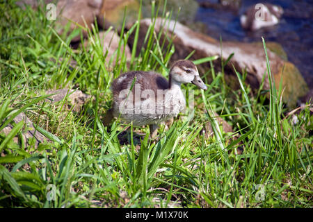 Junge Nilgans (Alopochen aegyptiacus) Bernkastel-Kues, Mosel, Rheinland-Pfalz, Deutschland, Europa Stockfoto