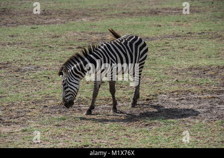 Einsame zebra Beweidung im Gras auf der Ebene der Serengeti Nationalpark in Tansania Arush, auf einer Safari durch Nduti Park Stockfoto