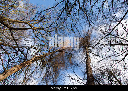 Winter blauer Himmel hinter den Baumwipfeln in Ecclesall Woods, Sheffield, Großbritannien Stockfoto