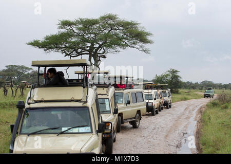 Lange Reihe von SUVs gefüllt mit Touristen fotografieren aus den Fenstern oder Anzeigen Tiere auf einer Safari im nördlichen Tansania in der Serengeti Stockfoto