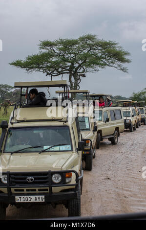 Lange Reihe von SUVs gefüllt mit Touristen fotografieren aus den Fenstern oder Anzeigen Tiere auf einer Safari im nördlichen Tansania in der Serengeti Stockfoto