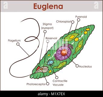 Vektor Euglena Querschnittsdiagramm Vertreter Protisten euglenoid Pflanze wie Tier wie mikroskopische Wesen mit allen Zelle teile Kern fla und Stock Vektor